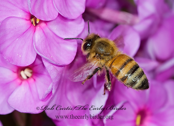Apis mellifera  WESTERN HONEYBEE 5011949z