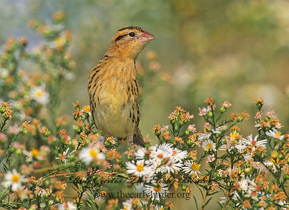 Dolichonyx oryzivorus  BOBOLINK 1276625z