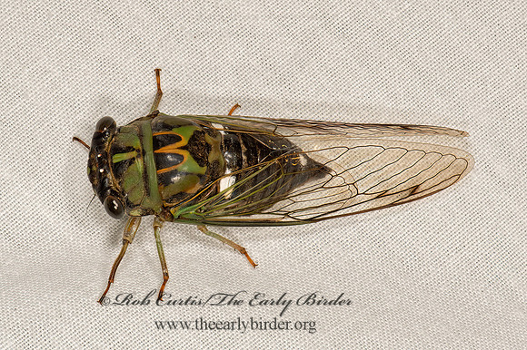 Neotibicen pruinosus  SCISSCORS GRINDER 9066593z