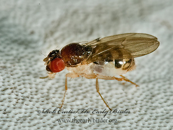 Mycodrosophila VINEGAR FLY 5011199z