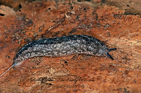 Philomycus carolinianus  CAROLINA MANTLE SLUG 3015676z
