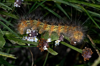 Estigmene acrea  SALT MARSH MOTH 3039568z