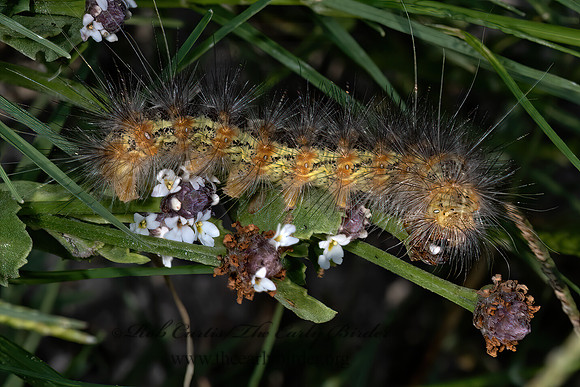 Estigmene acrea  SALT MARSH MOTH 3039568z