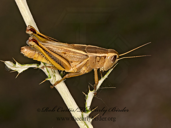 Melanoplus bivittatus  2-STRIPED GRASSHOPPER 3023705z