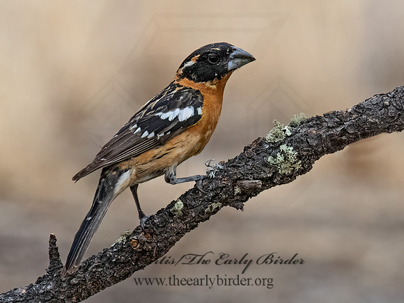 Pheucticus melanocephalus  BLACK-HEADED GROSBEAK 3037803z