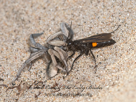 Anoplius semicinctus  POMPILINAE SPIDER WASP 9040839z
