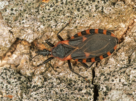 Triatoma sanguisuga 261521z