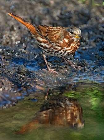 Passerella iliaca  FOX SPARROW 9005874z