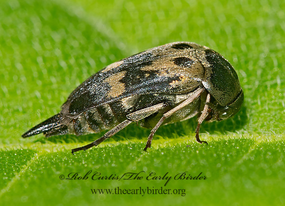 Glipa oculata 9013519z