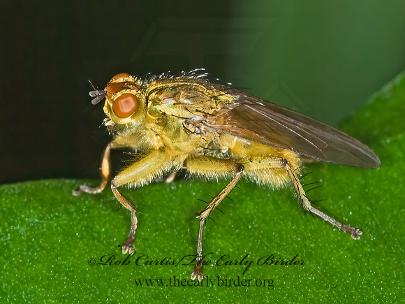 Scathophaga DUNG FLY 6011218z