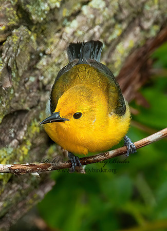 Protonotaria citrea  PROTHONOTARY WARBLER 3008022z