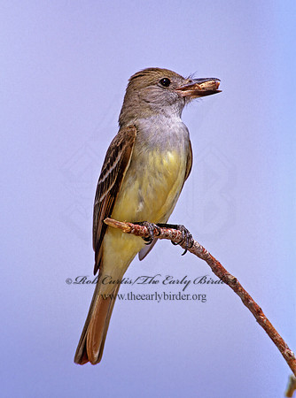 Myiarchus crinitus  GREAT CRESTED FLYCATCHER 251708z