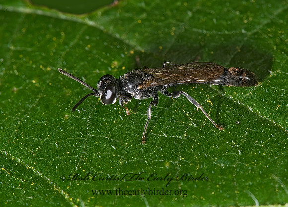 Trypoxylon (Trypoxylon)  SQUARE-HEADED WASP 8007881z