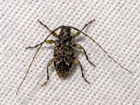 Astylidius parvus ACANTHOCININI LONGHORN 9098027z