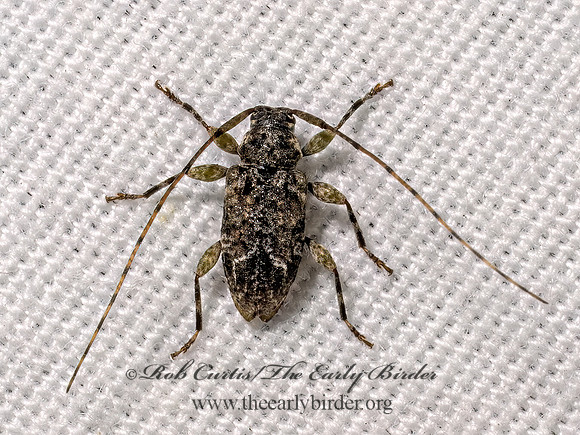 Astylidius parvus ACANTHOCININI LONGHORN 9098027z