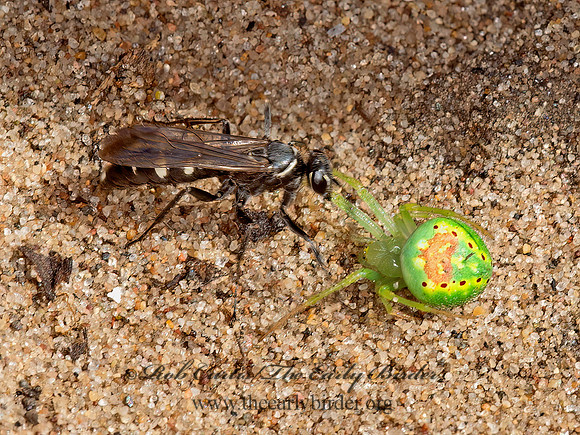 Episyron quinquenotatus  POMPILINI SPIDER WASP 9047641z