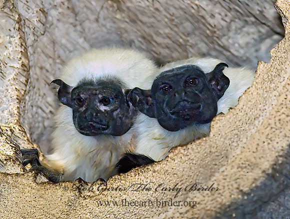 Sanguinus bicolor  PIED TAMARIN 6018524z