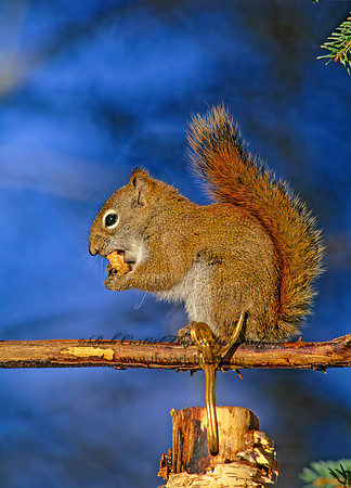 Tamiasciurus hudsonicus  AMERICAN RED SQUIRREL  162115 z