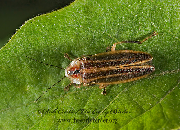Photuris 8007408z