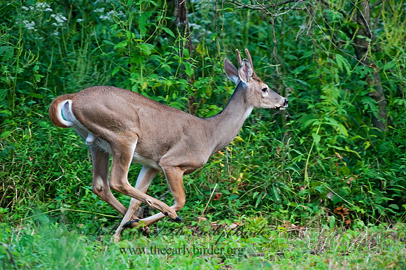 Odocoileus virginianus  WHITE-TAILED DEER  8023247z