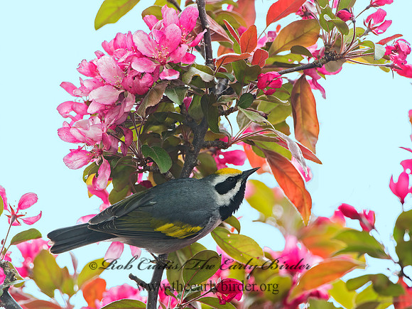 Vermivora chyrsoptera  GOLDEN-WINGED WARBLER 9030167z