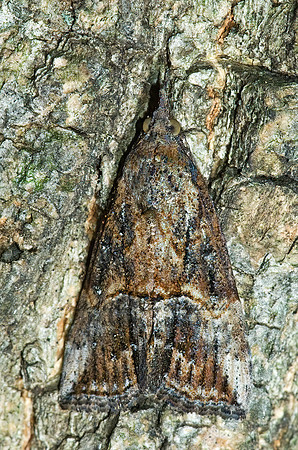 Plathypena scabra HERMENINAE EREBID MOTH 5002788z