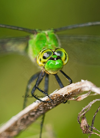 Erythemis simplicicollis EASTERN PONDHAWK 6010691 F