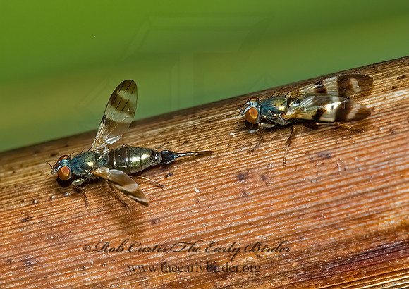 Chaetopsis masyla  PICTURE-WINGED FLY 5002508 z