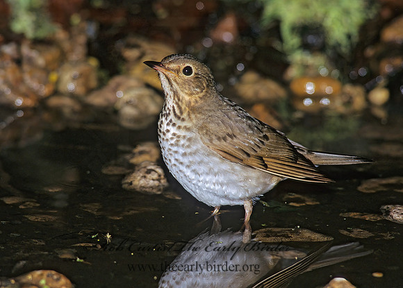 Catharus ustulatus  SWAINSON'S THRUSH 188826z