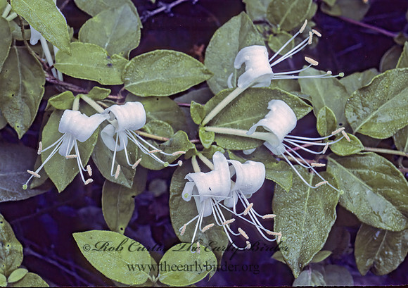 Lonicera japonica  JAPANESE HONEYSUCKLE 175304z