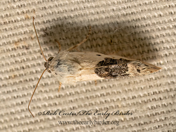 Ponometia erastrioides  SMALL BIRD-DROPPING MOTH 9082256z