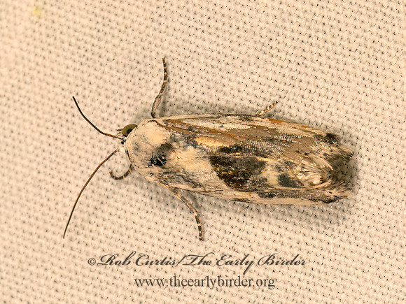 Ponometia candefacta  OLIVE-SHADED BIRD-DROPPING MOTH 9084037z