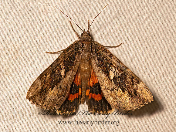 Catocala innubens  BETROTHED UNDERWING 9082180z