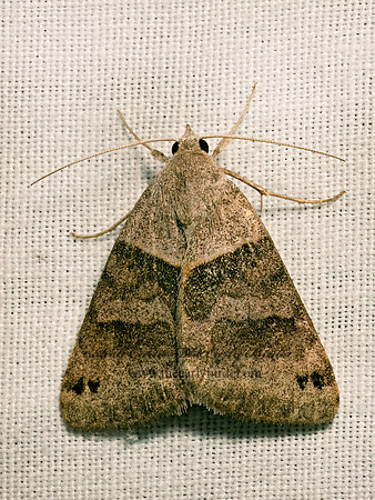 Caenurgina erechtea  FORAGE LOOPER 9082860z