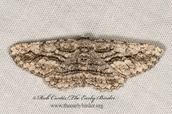Stenoporpia dissonaria  BOARMIINI GEOMETER 3037987z