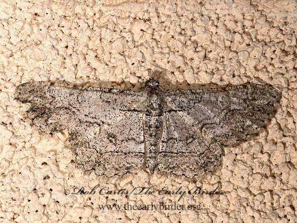 Iridopsis  BOARMIINI GEOMETER 3039443z