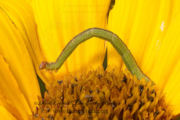 Chlorochlamys chloroleucaria  BLACKBERRY LOOPER 9082703z