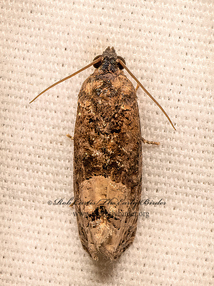 Ecdytolopha insiticiana  LOCUST TWIG BORER  9082216z