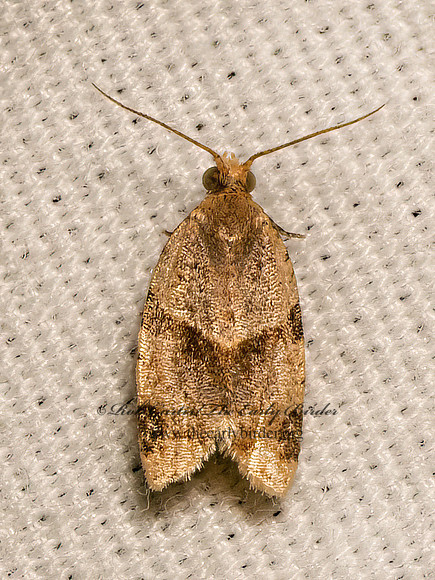Clepsis peritana  GARDEN TORTRIX 9082227z