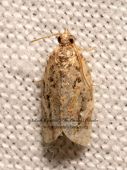 Argyrotaenia velutinana  RED-BANDED LEAFROLLER MOTH 9082478z