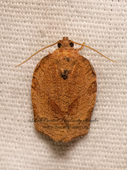Choristoneura rosaceana  OBLIQUE-BANDED LEAFROLLER MOTH 9082211z