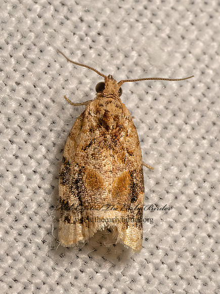 Argyrotaenia velutinana  RED-BANDED LEAFROLLER MOTH 9082617z