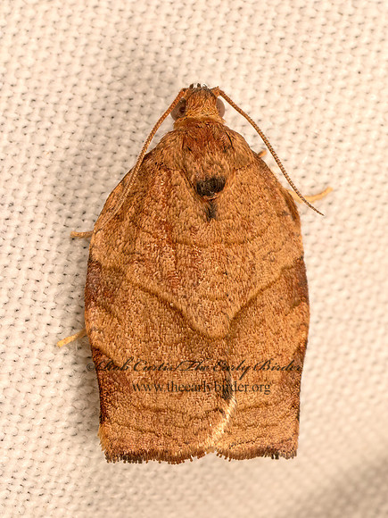 Choristoneura rosaceana  OBLIQUE-BANDED LEAFROLLER MOTH 9084042z