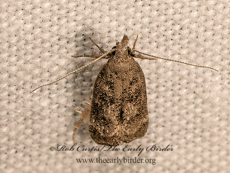 Stereomita andropogonis  INVERSE DICHOMERIS MOTH 9083468z