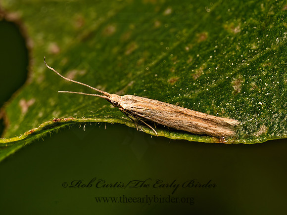 Coleophora  CASEMAKER MOTH 9082514z