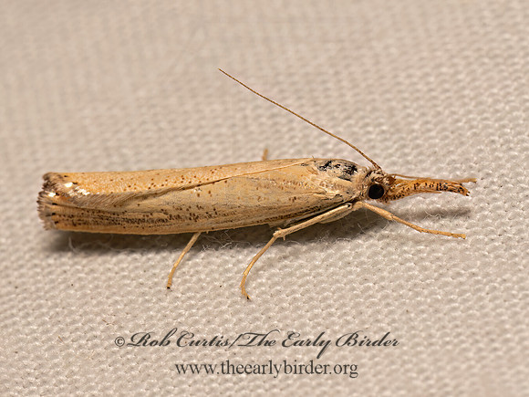 Agriphila vulgivagellus.  VAGABOND SOD WEBWORM MOTH 9084058z