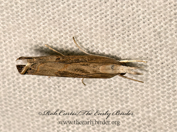 Parapediasia teterrellus  BLUEGRASS WBWORM MOTH 9082626z