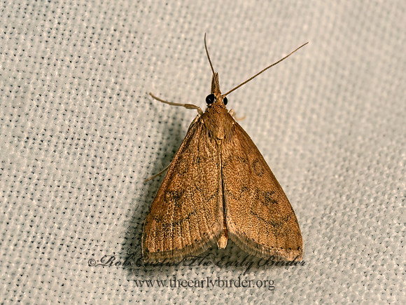 Udea rubigalis  CELERY LEAFTIER MOTH 9082803z
