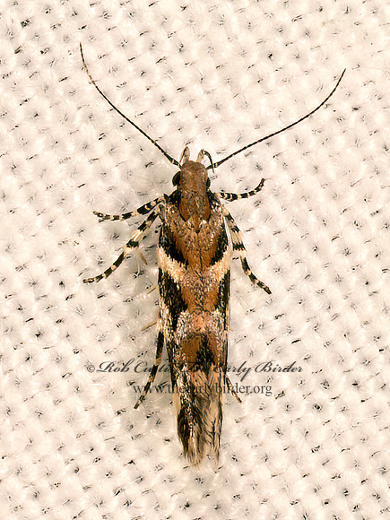 Aristotelia roseosuffusella  PINK-WASHED ARISTOTELIA MOTH 9084071z