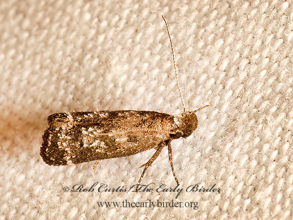 Dichomeris inversella  TWIRLER MOTH 9082356z